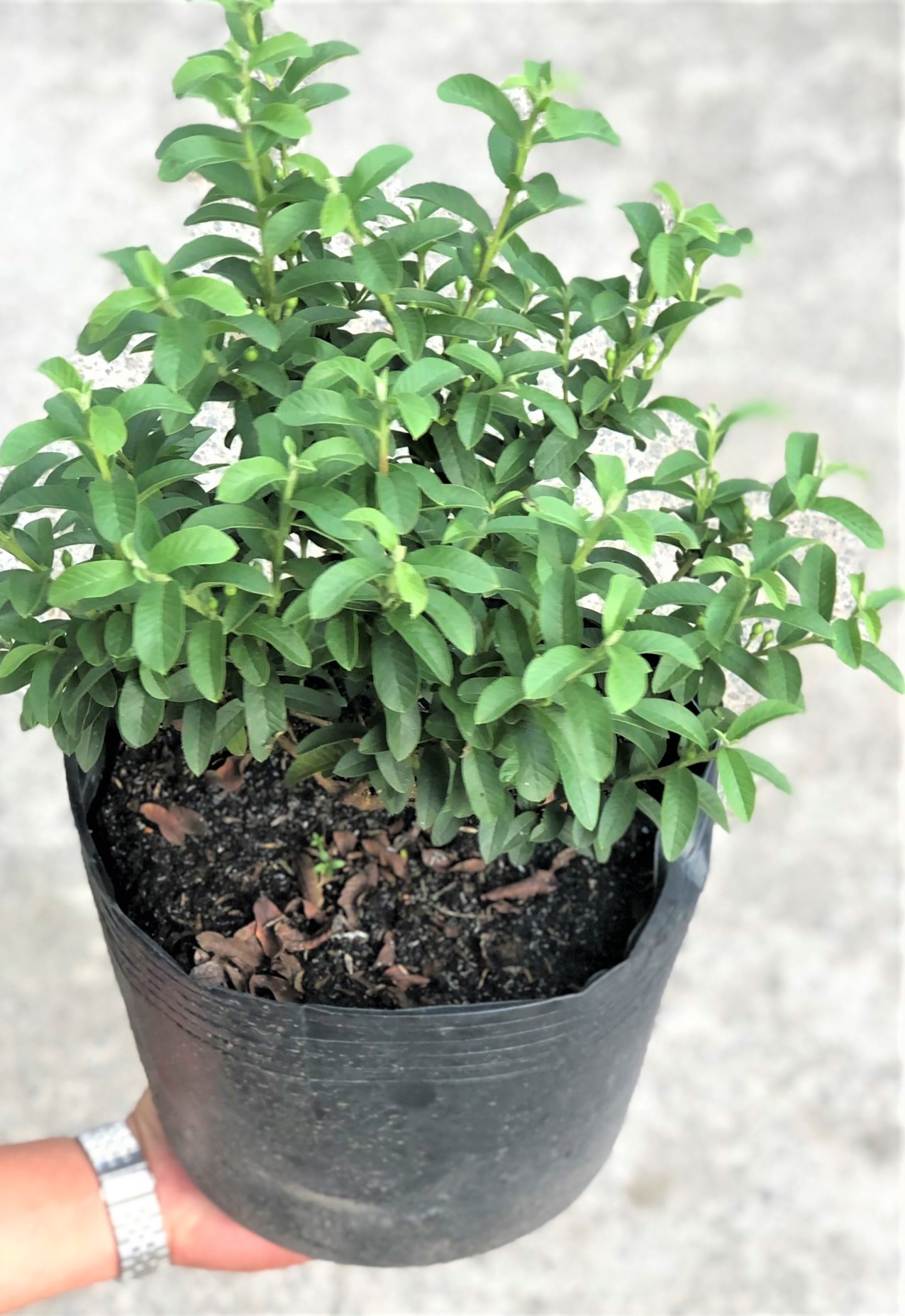Chậu cây ổi Sẽ (ổi Nhật)
