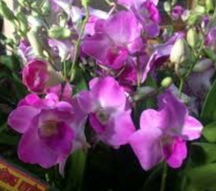 hoa lan đenro lai cat cây giống