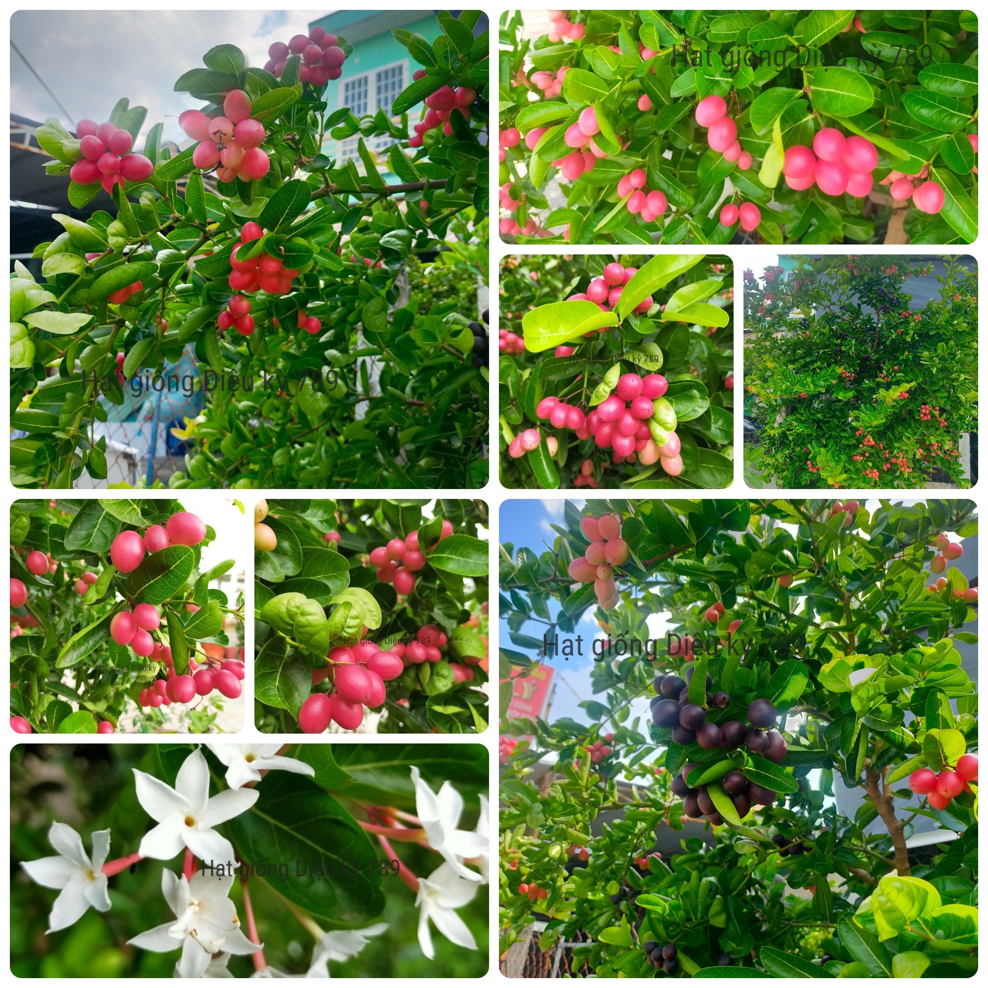 Hạt giống siro gói 30 hạt