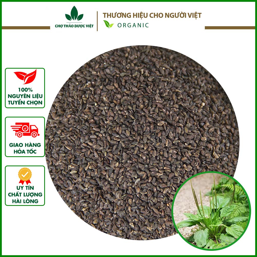 Sa tiền tử 100g, hạt mã đề, xa tiền tử khô sạch - Chợ thảo dược việt