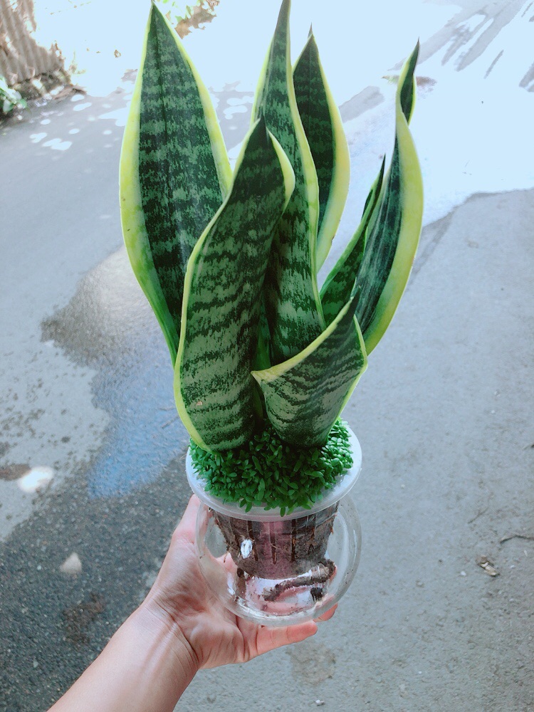 [HCM]Chậu Lưỡi Hổ Thuỷ Sinh