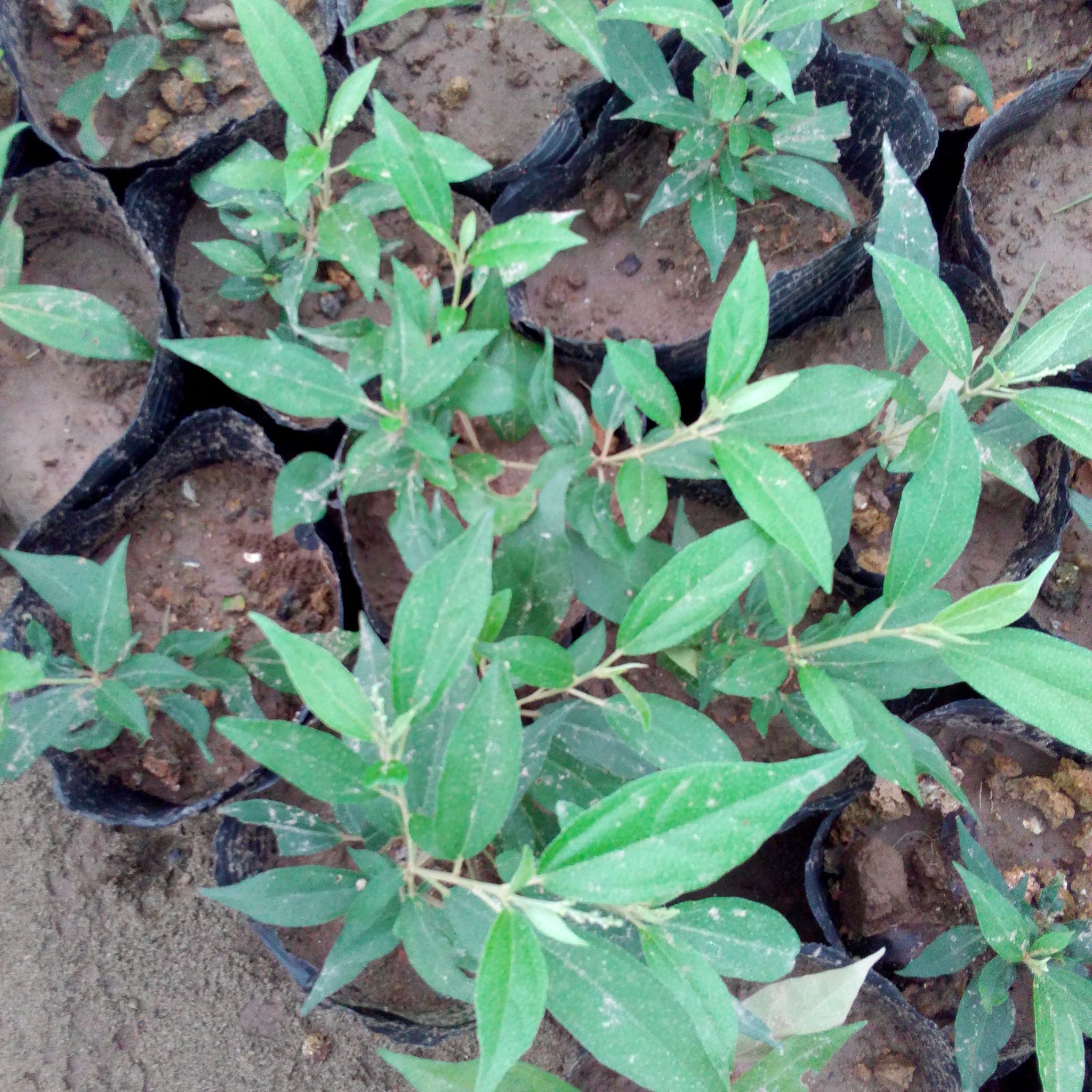 [Medicinal Plants] Combo of 3 Kousam Seedlings