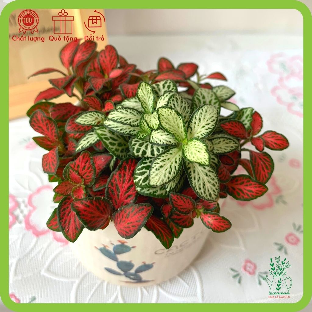 Cây cẩm nhung fittonia nhiều màu (chậu 5cm)