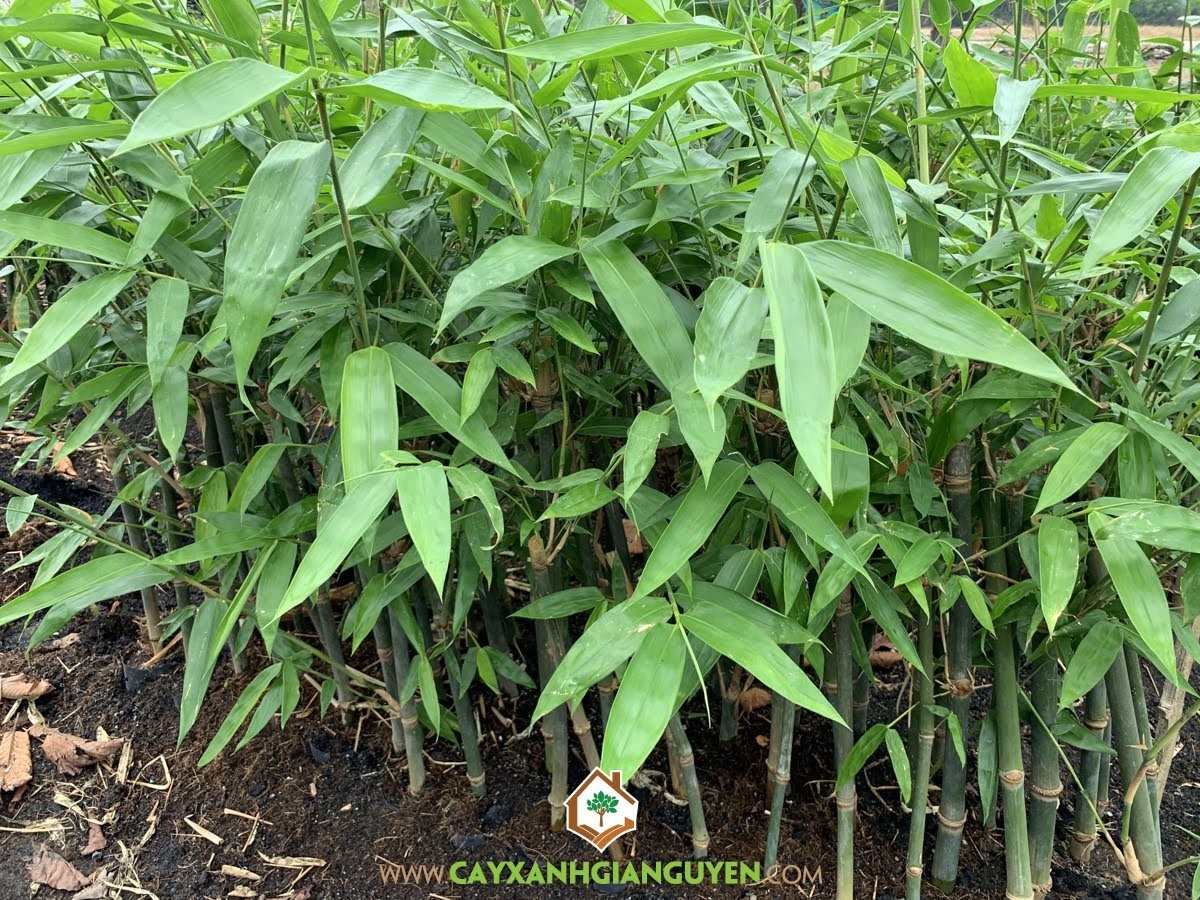 Cây tre mạnh tông, măng khủng, chất lượng kinh tế, cực ngon