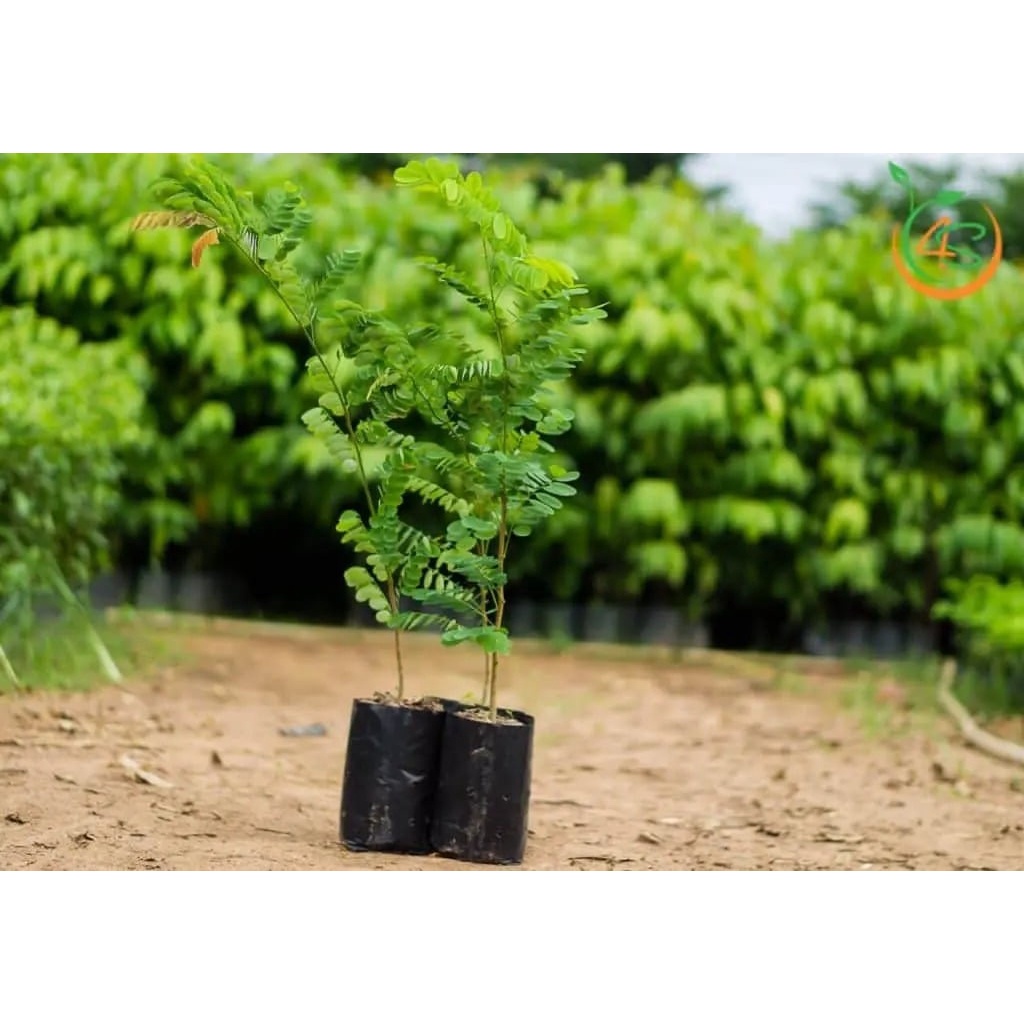 Cây giống Cẩm Lai đỏ (có bảo hành được khiểm hàng) (được tặng kèm phân )