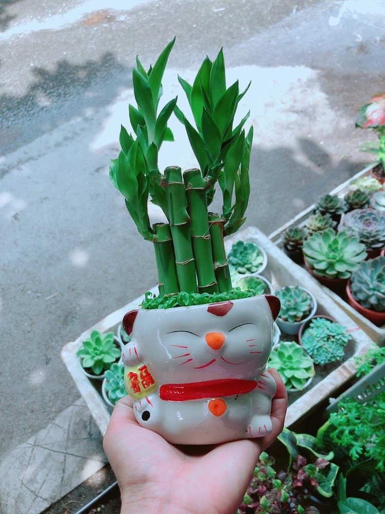 Cây Phát Tài