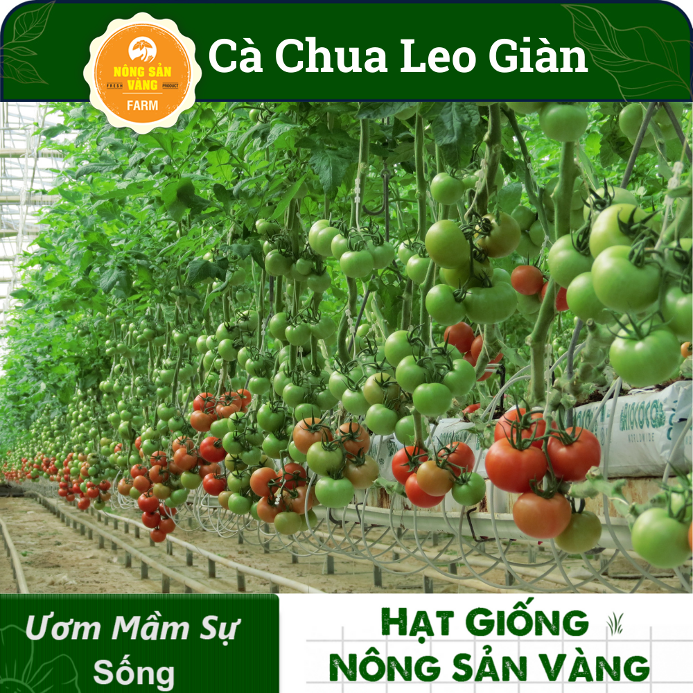 Hạt giống Cà Chua Leo Giàn, Năng Suất Cao( Gói 20 Hạt ) - Nông Sản Vàng
