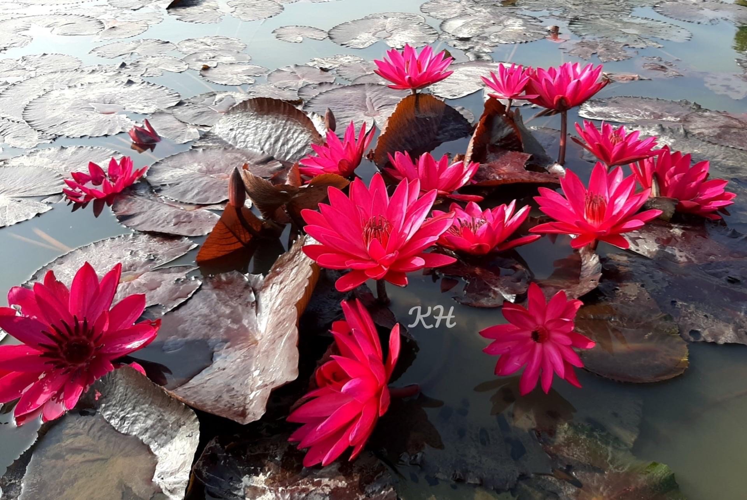 [RẺ VÔ ĐỊCH] Cây hoa súng Mỹ màu đỏ
