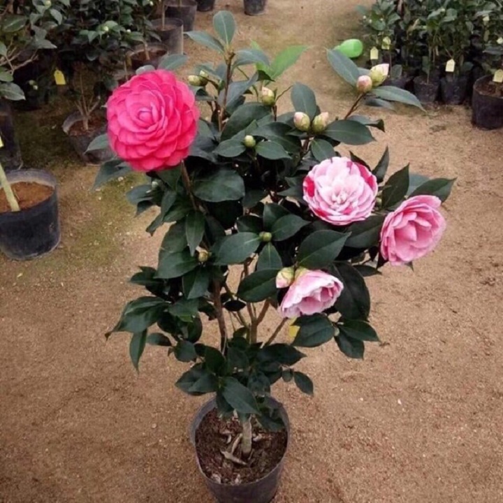COMBO 2 cây giống hoa trà my ngũ sắc