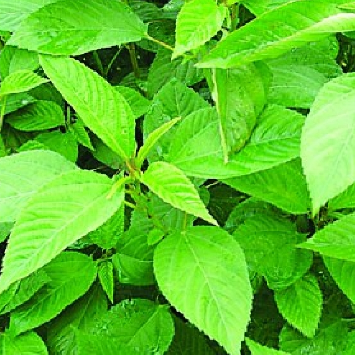 [HCM]5g Hạt Giống Rau Đay Xanh Dễ Trồng Nắng Suất