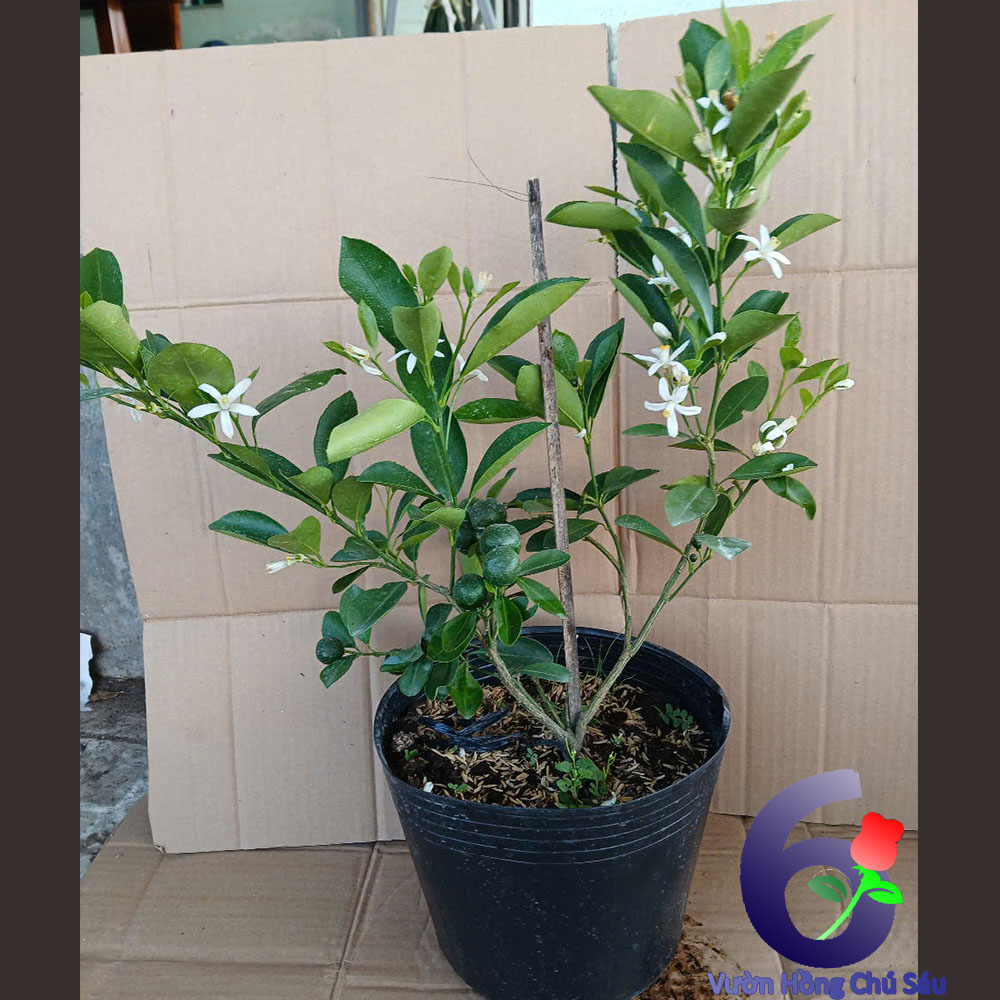 chậu cây tắc, cây hạnh, cây giống