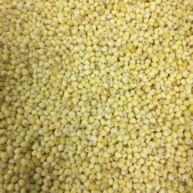 HẠT KÊ NẾP VÀNG, Thơm, Dẻo - NGHỆ AN (1kg hút chân không)