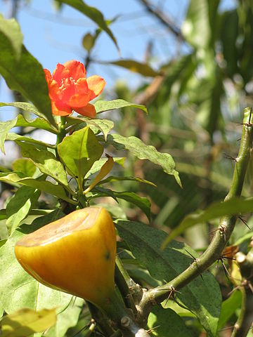 Xương rồng diệp long