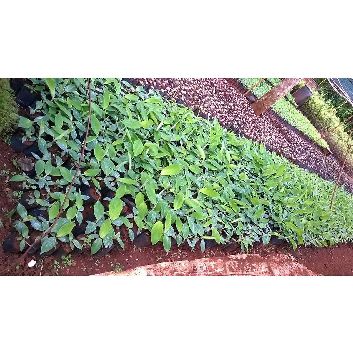 CÂY GIỐNG CHUỐI HỘT RỪNG CẤY MÔ .