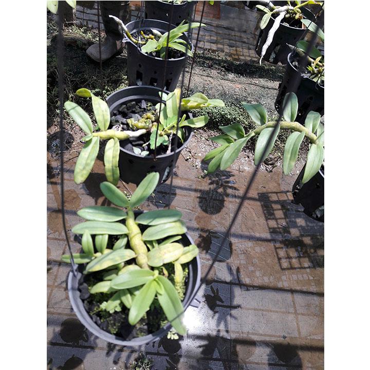 CÂY LAN TRẦM TÍM RỪNG --[CHẬU]