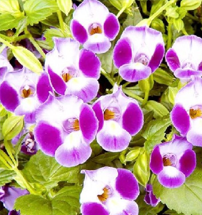 Túi 10 Hạt giống hoa Mắt nai mix