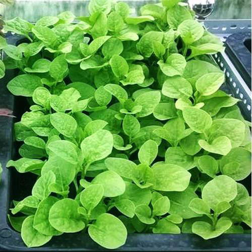 Hạt giống rau dên lá tròn gói 20g
