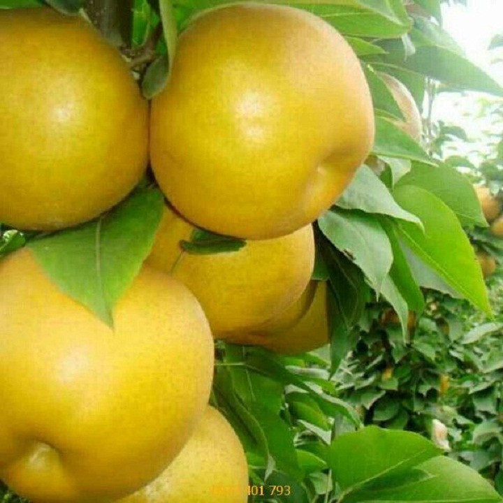 Cây giống lê vàng