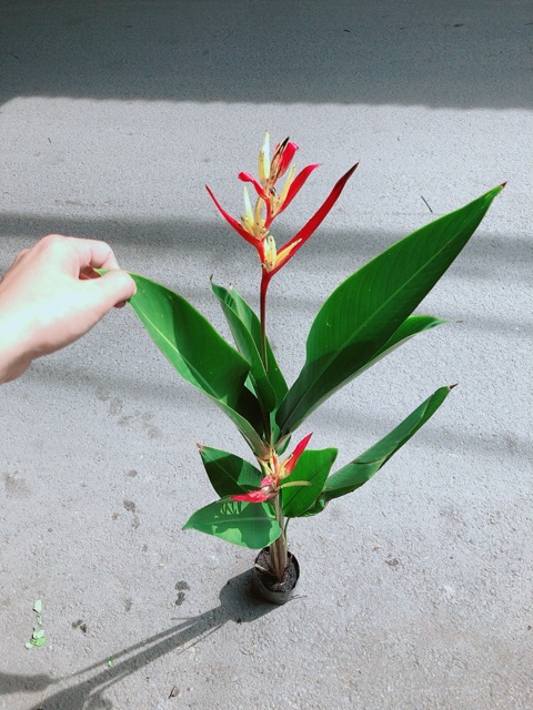 [HCM]Cây Chuối Mỏ Két