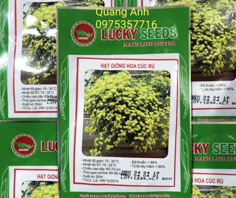 HẠT GIỐNG HOA CÚC RỦ