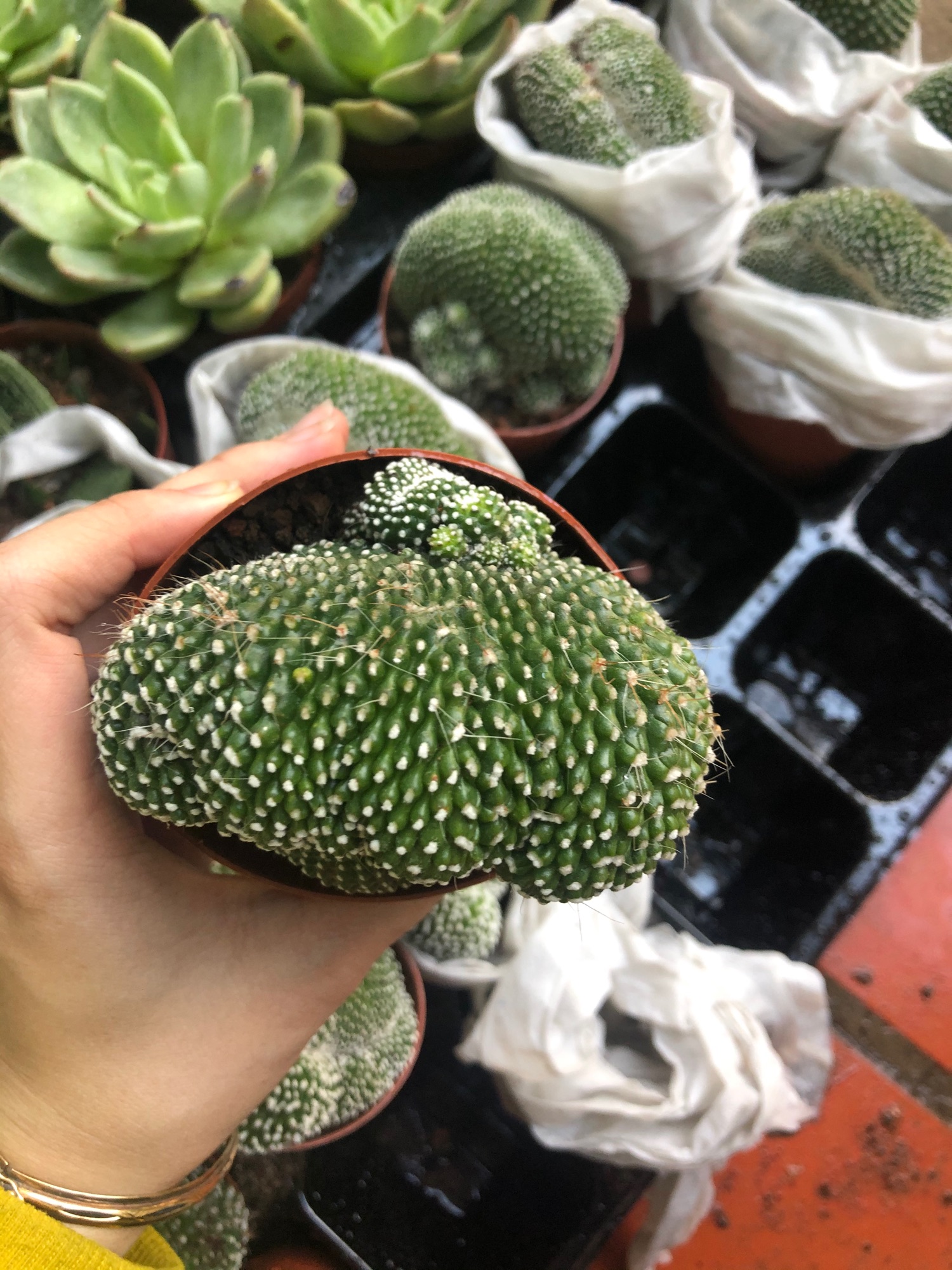 Xương rồng san hô