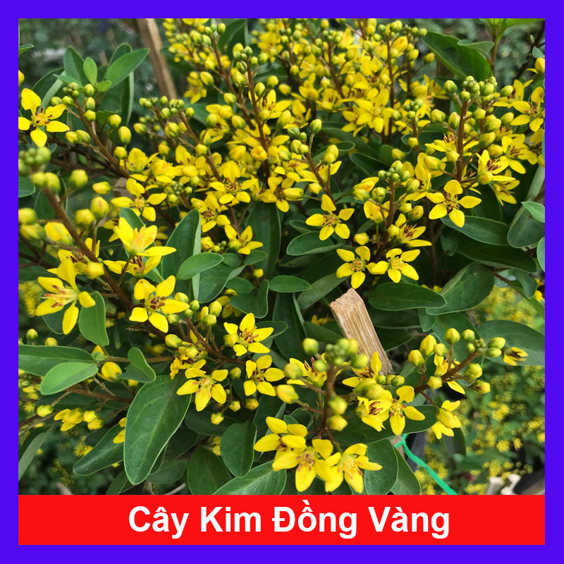 Cây Kim Đồng Vàng - Cây cảnh sân vườn