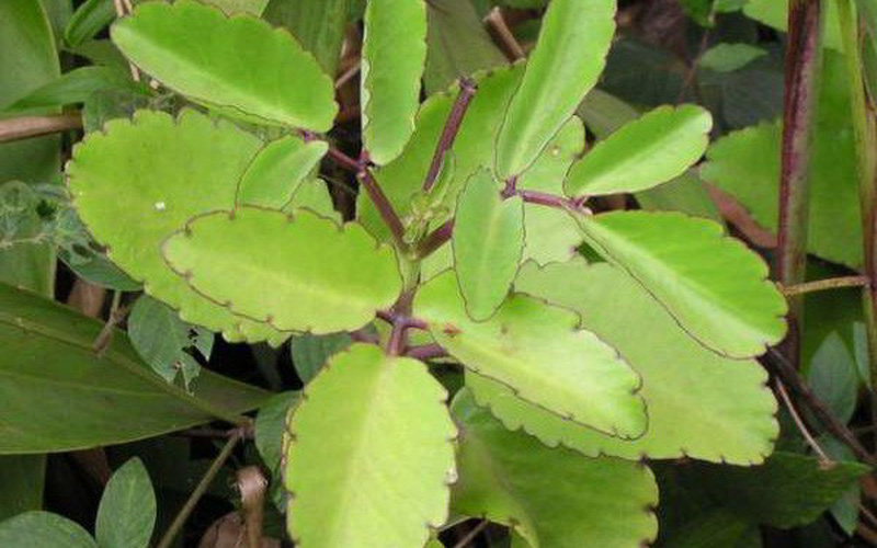 Cây sống đời núi combo5 cây