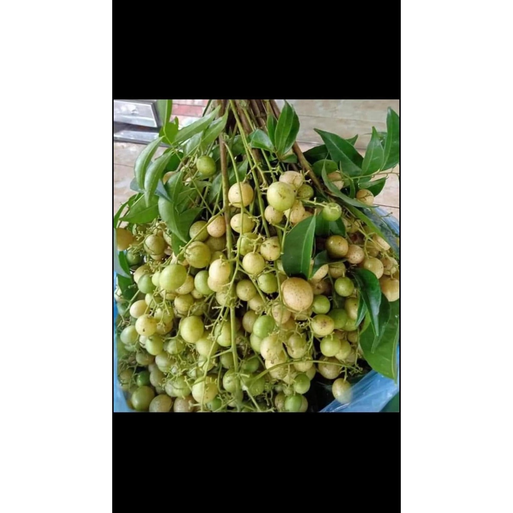 Cây mắc mật ăn lá ( cây siêu tốt)