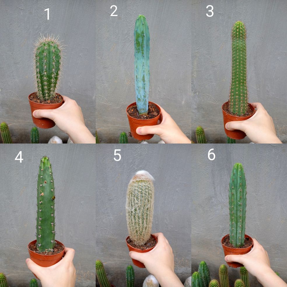 Xương rồng trụ 20cm nhiều mẫu ( 1 chậu )