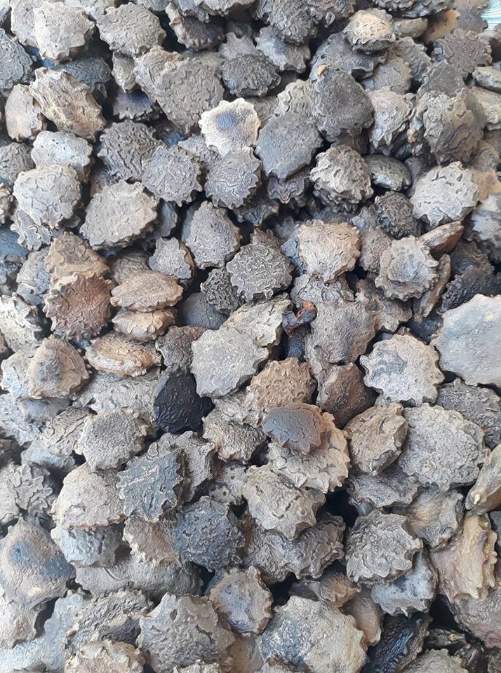 500g kg hạt gấc khô loại 01 chất lượng