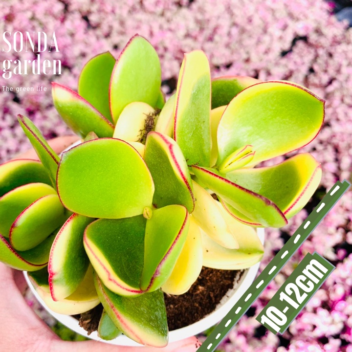 SEN ĐÁ THẠCH BÍCH VAR SIZE TRUNG BÌNH KHỎE ĐẸP LỖI 1 ĐỔI 1