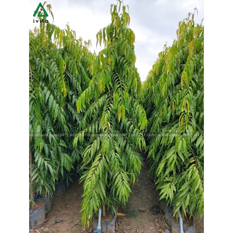 CÂY GIỐNG CÂY  TÙNG ẤN ĐỘ (CÂY GIỐNG NGỌC HIẾU)