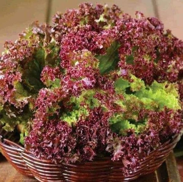 Hạt giống xà lách xoăn tím gói 5gr