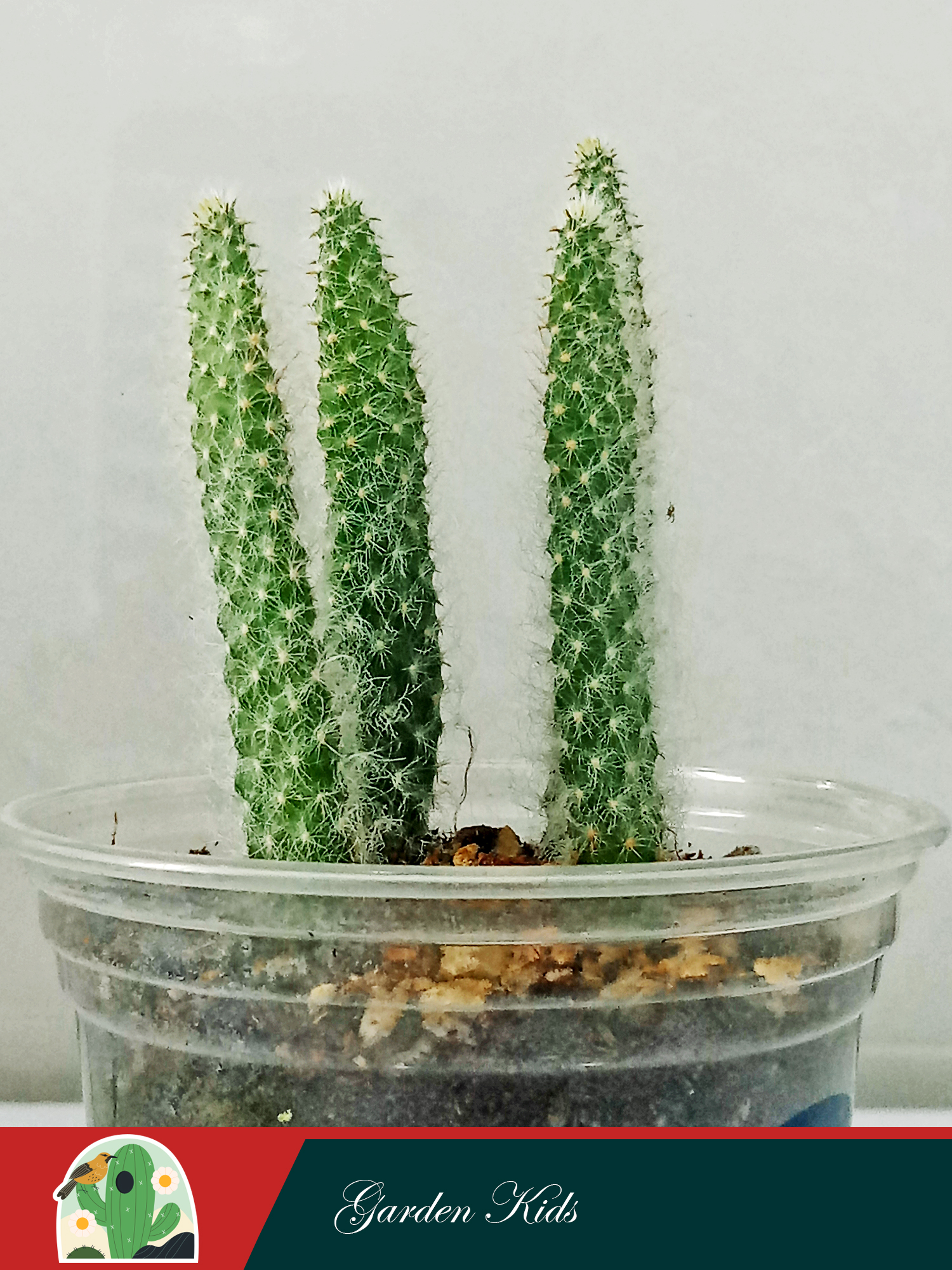 Xương rồng tai thỏ long xù (Engelmannii Var Beoskowitzii)