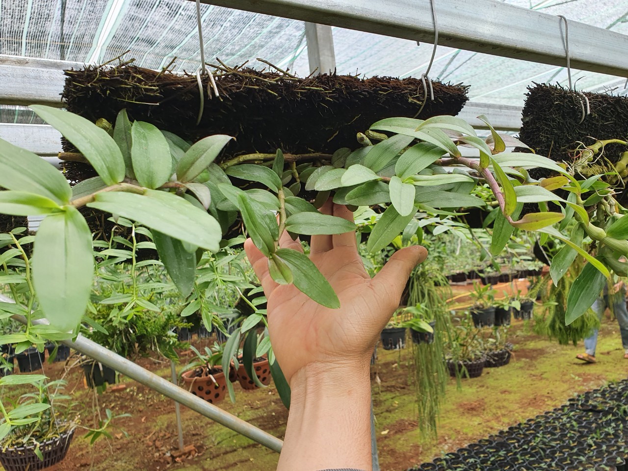 bảng phi điệp bệt thanh vân