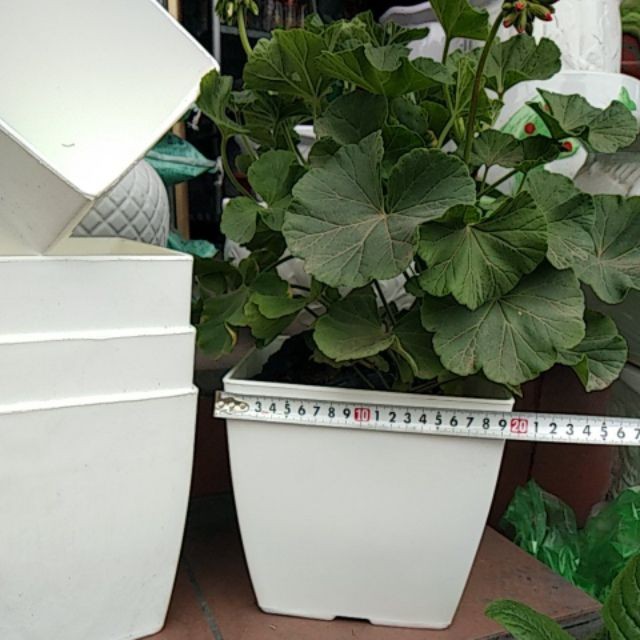 Chậu nhựa vuông V20cm- 10 cái kèm đĩa, chậu vuông trồng cây hoa hàng đẹp cao cấp, nhựa dày, xịn.