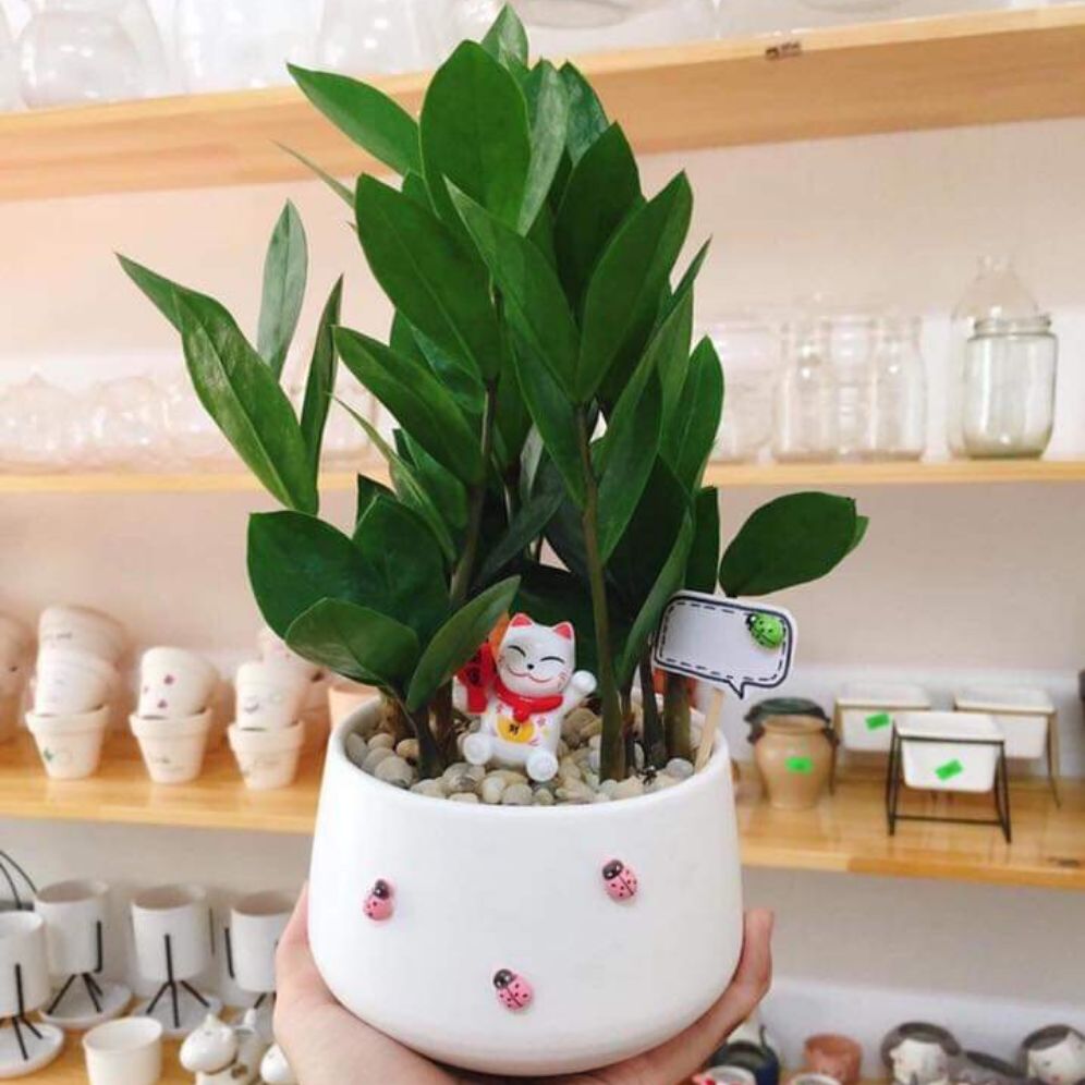 cây kim tiền TẶNG CHẬU