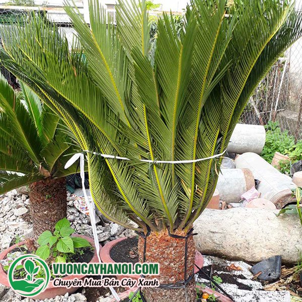 Cây giống vạn Tuế to 80cm