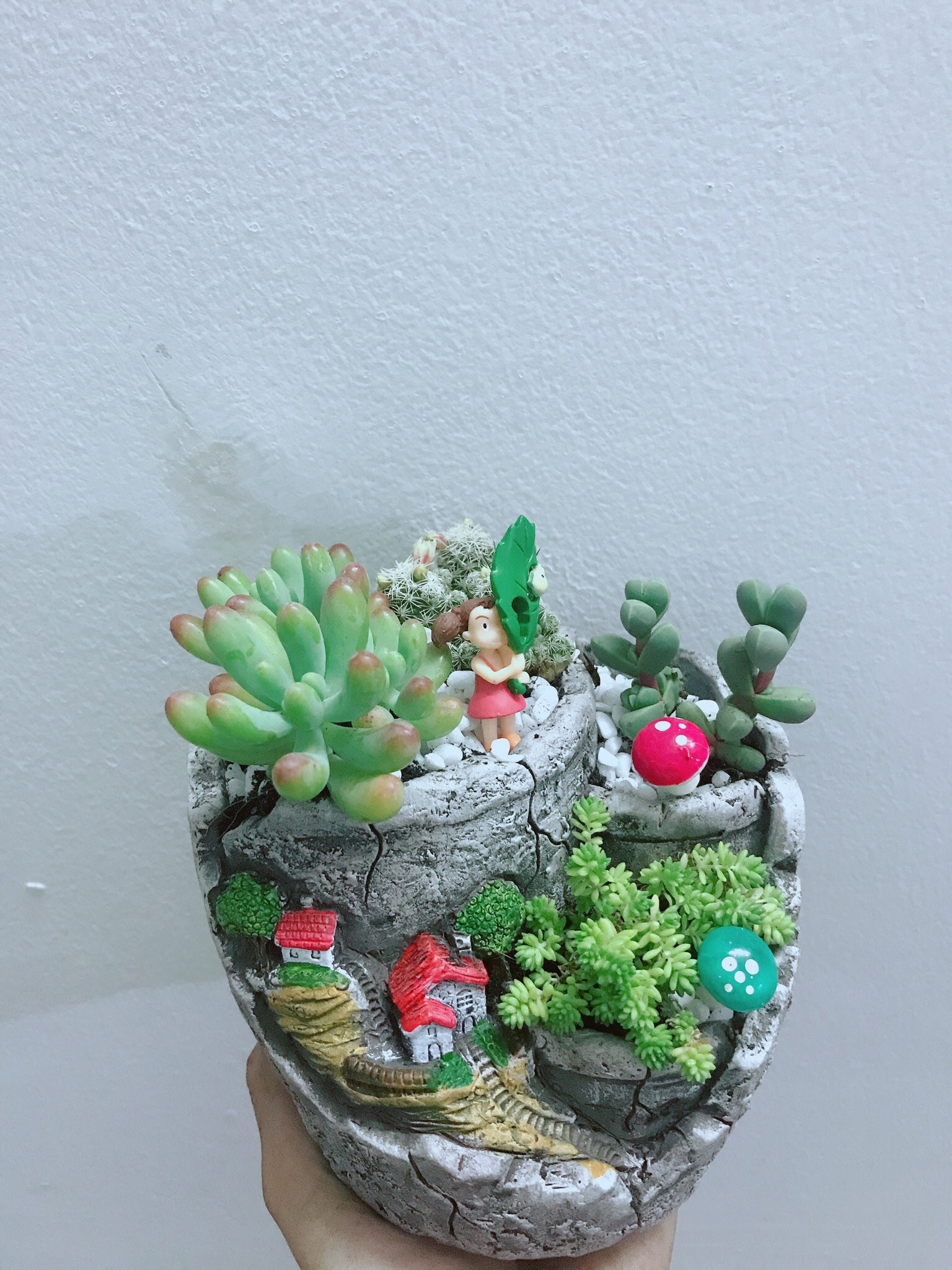Chậu Sen Đá Mix