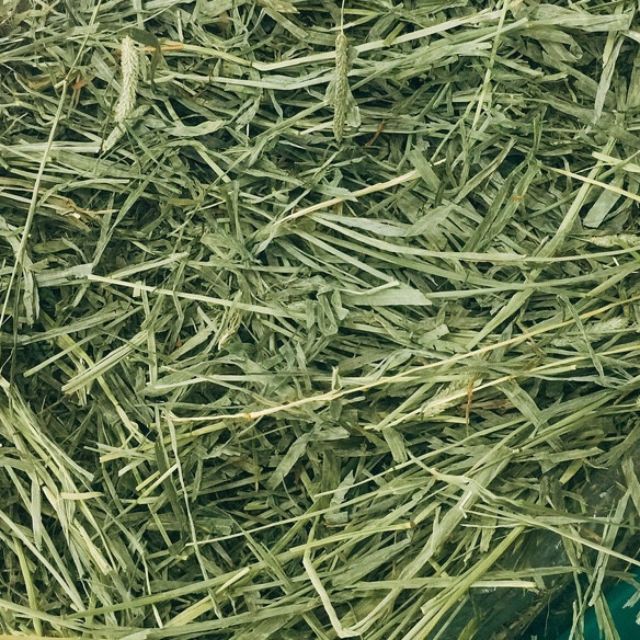 Bag 100 gr grass Timothy for rabbit, beetle peek, Guinea…