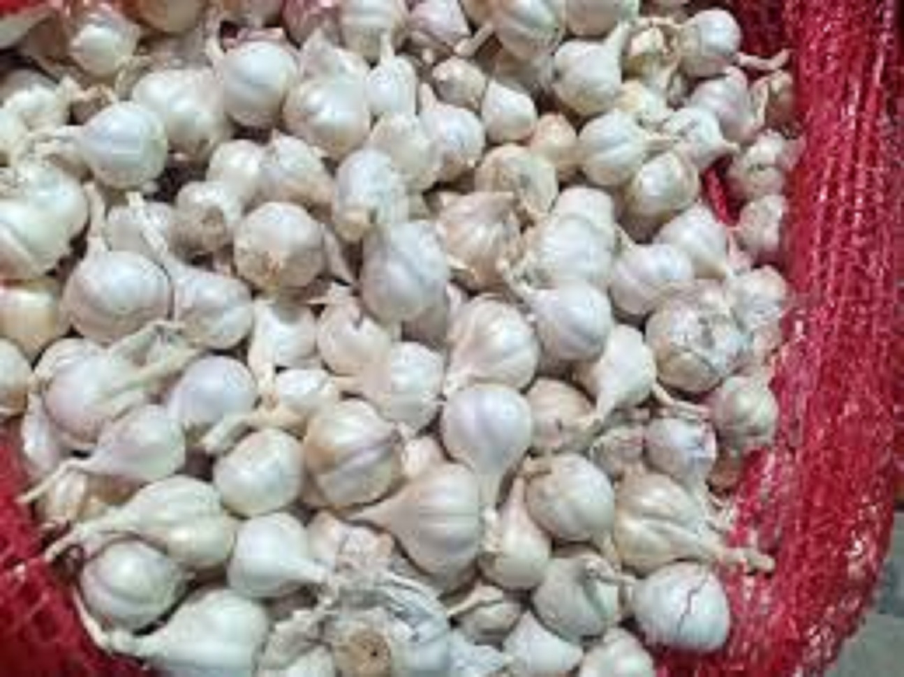 1kg tỏi Phan Rang - Ninh Thuận