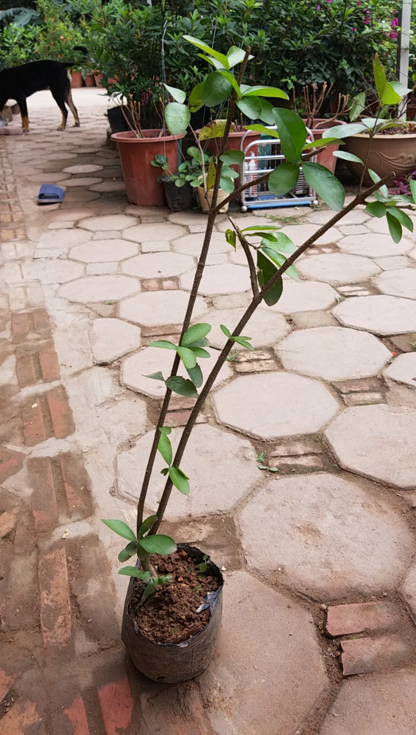 Sơ ri thái chuẩn cây trong bầu đất - Kèm phân dê lưới