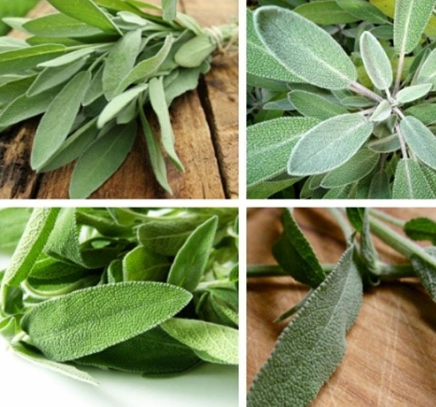Hạt Giống Xô Thơm Sage
