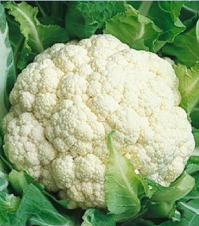 "Gói 0.2Gram "Hạt giống Súp lơ trắng [Seeds]