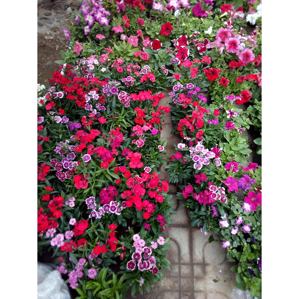Hạt Giống Hoa Cẩm Chướng Đơn Mix - 50 hạt