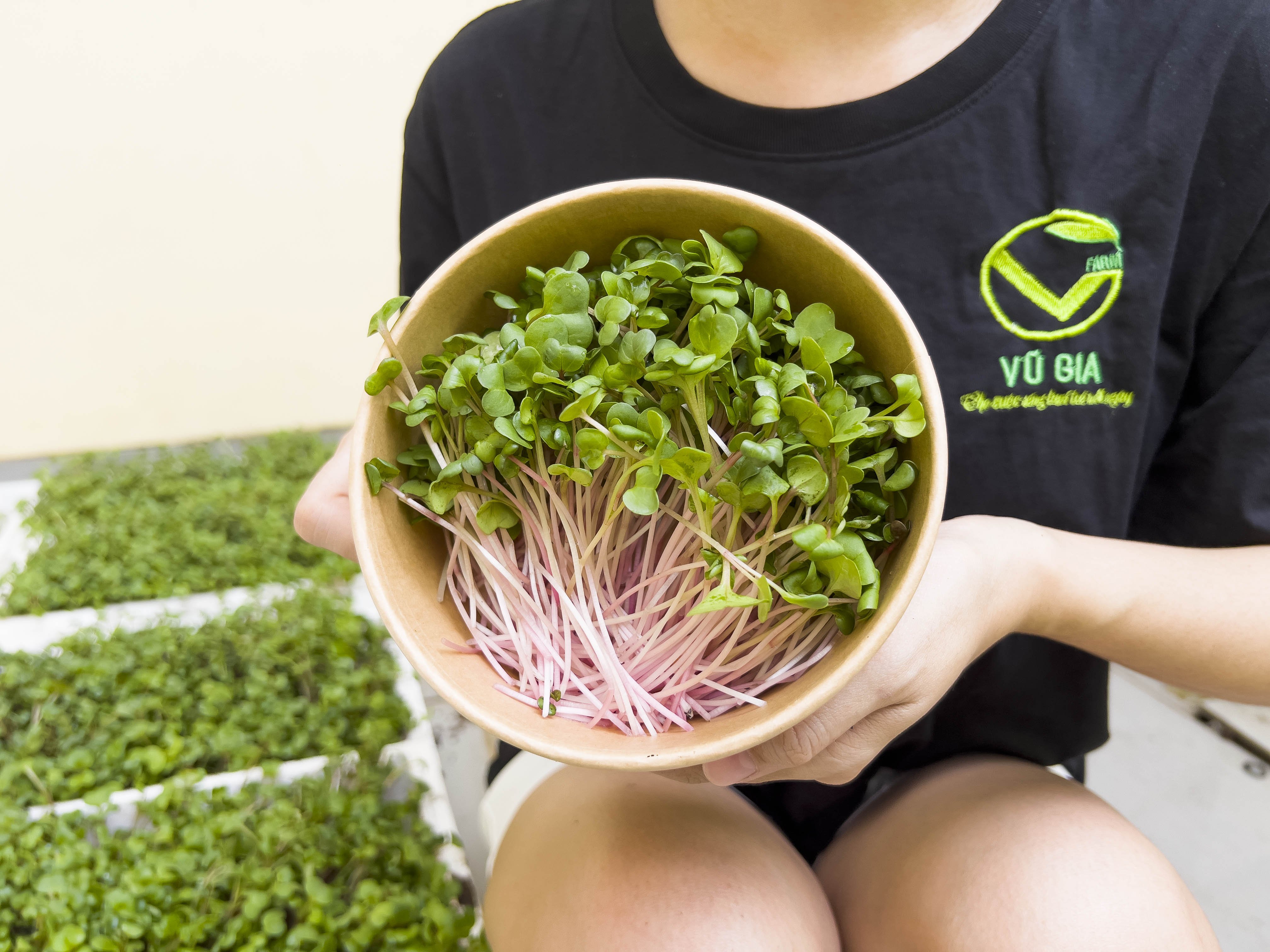 VG FARM Rau Mầm Cải Đỏ (200g/hộp)