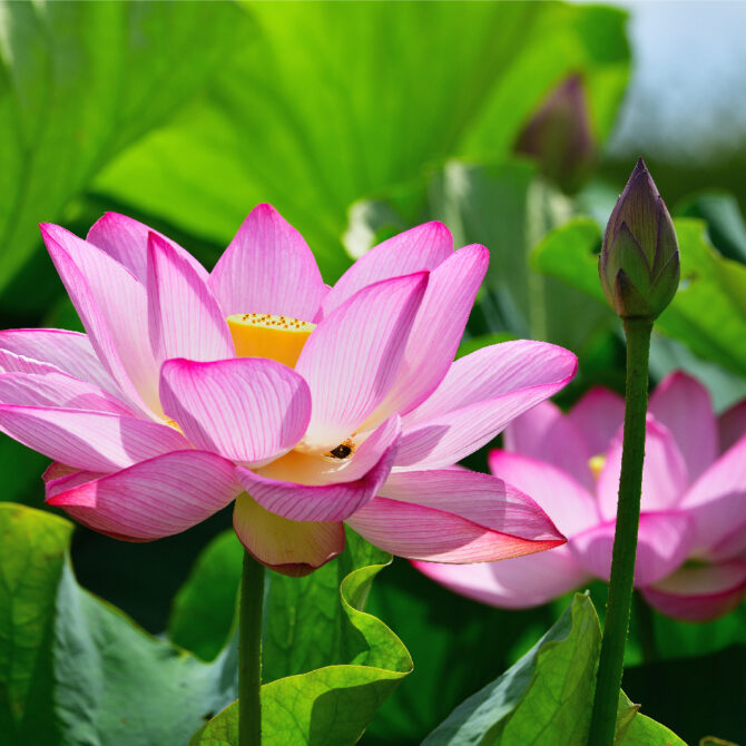 Hạt Giống Hoa Sen Ta (Sen Hồng Việt Nam)( gói 20hạt) - Dễ Trồng, Hoa Đẹp