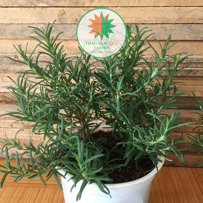 Chậu Cây Hương Thảo ( Rosemary), Cây được ươm  trồng hoàn toàn ở Khánh Hòa