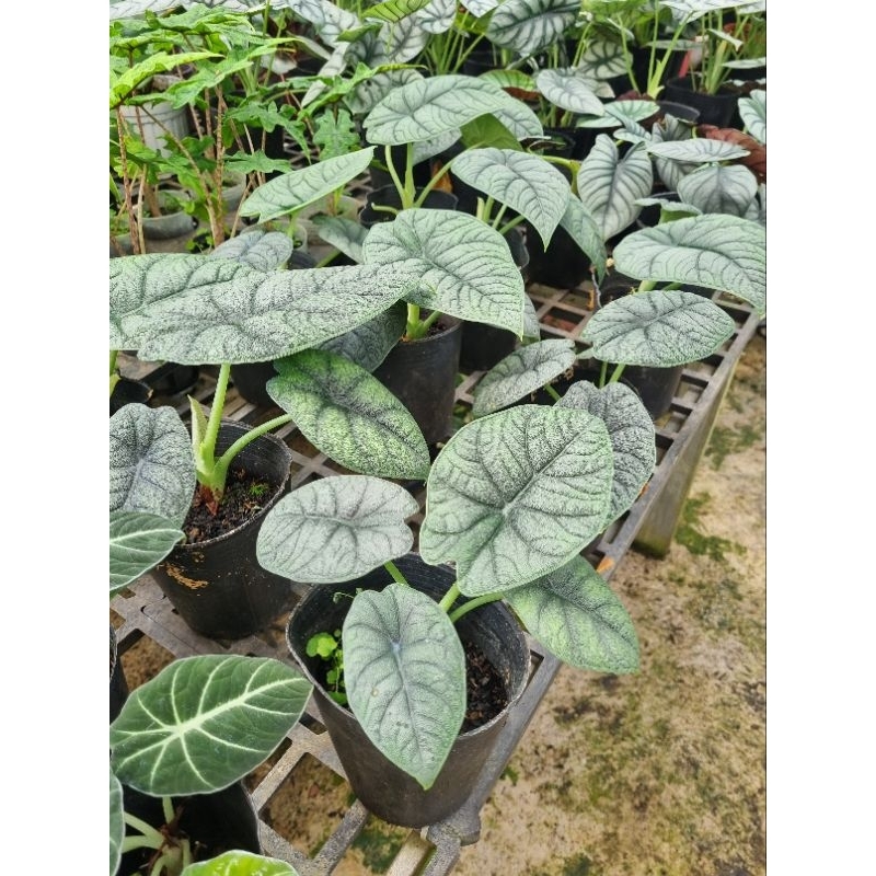 Cây Alocasia Melo