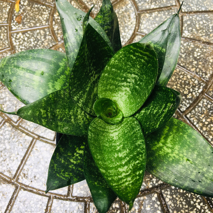 CÂY LƯỠI MÈO - LƯỠI HỔ XANH LÙN XÒE